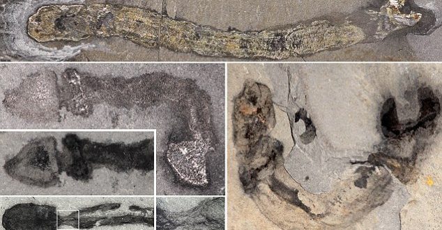 500-Million-Year-Old Worms Lived in Tube-Like Houses