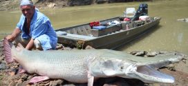 Alligator fish could help fight invasive Asian carp