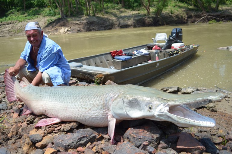 Alligator fish could help fight invasive Asian carp Canada Journal