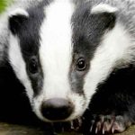 Badgers Are More Scared of the BBC Than Bears, researchers Say