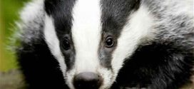 Badgers Are More Scared of the BBC Than Bears, researchers Say