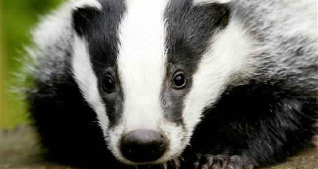 Badgers Are More Scared of the BBC Than Bears, researchers Say