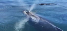 Big groups of humpbacks reported (Photo)