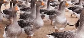 Bird Flu Detected At Ontario Duck Farm CFIA