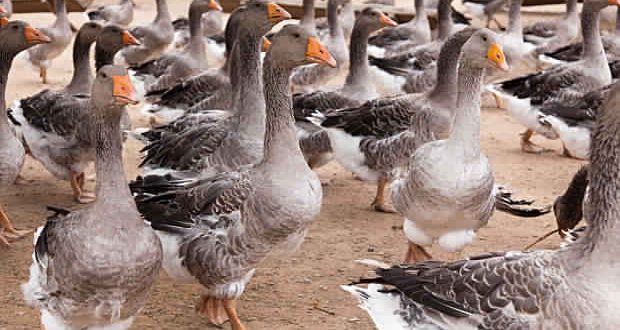 Bird Flu Detected At Ontario Duck Farm CFIA