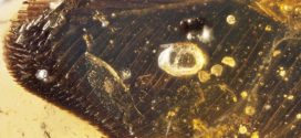 Bird wings trapped in amber are a fossil first from the age of dinosaurs, new research