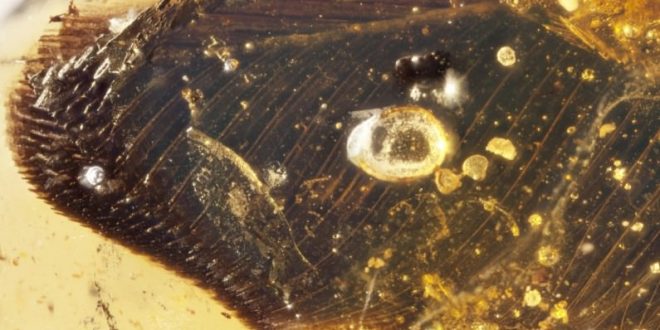 Bird wings trapped in amber are a fossil first from the age of dinosaurs, new research