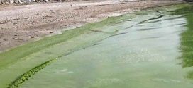 Blue-green algae beginning to form in Saskatchewan lakes, Report