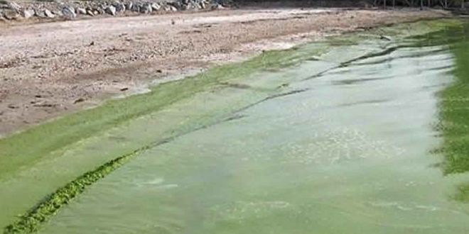 Blue-green algae beginning to form in Saskatchewan lakes “Photo”