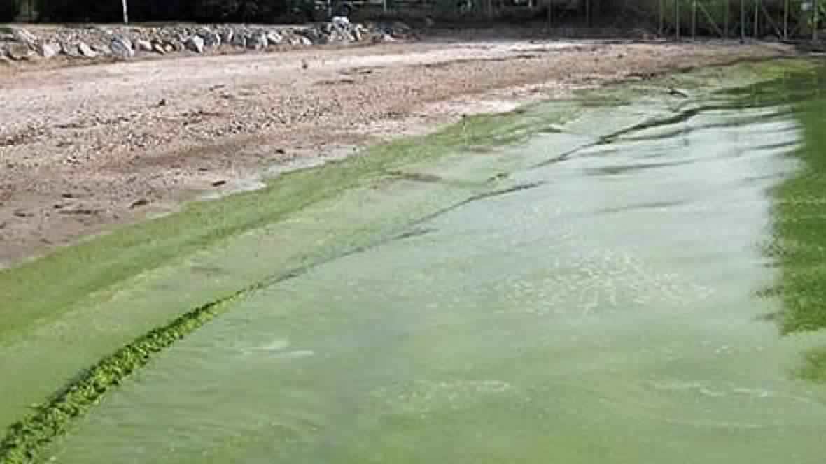 Bluegreen algae beginning to form in Saskatchewan lakes "Photo