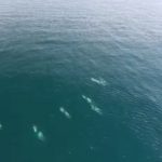 Drone video of White-beaked dolphin (Watch)