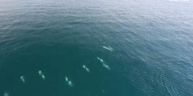 Drone video of White-beaked dolphin (Watch)