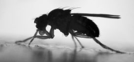 Fruit Flies Adjust to Sudden Temperature Drops, Says New Research