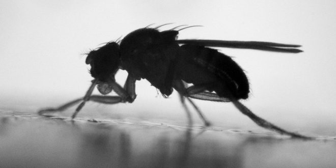 Fruit Flies Adjust to Sudden Temperature Drops, Says New Research