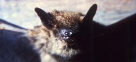Hamilton has first confirmed case of bat rabies of 2016, Report