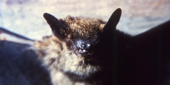Hamilton has first confirmed case of bat rabies of 2016, Report