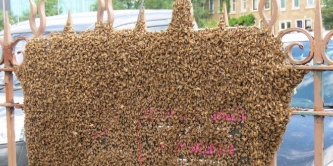 Hive of activity as 40,000 bees swarm on Glasgow street, UK (Photo)