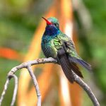 Hummingbird Vision Wired to Avoid Collisions, Says New Research