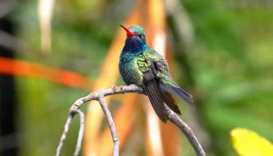 Hummingbird Vision Wired to Avoid Collisions, Says New Research