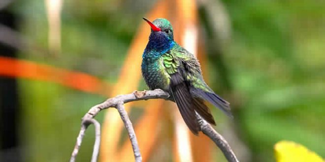 Hummingbird Vision Wired to Avoid Collisions, Says New Research