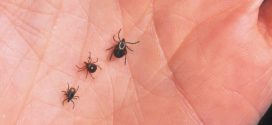 It's Tick Season: Protecting Yourself Against Lyme Disease