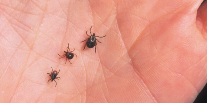 It's Tick Season: Protecting Yourself Against Lyme Disease