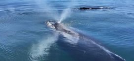 Large groups of humpback whales seen near Victoria (Photo)