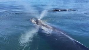 Large groups of humpback whales seen near Victoria (Photo)