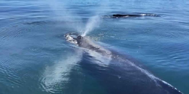 Large groups of humpback whales seen near Victoria “Photo”