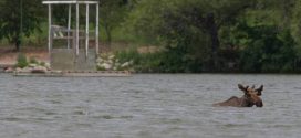 Moose seen swimming in Wascana Lake (Video)