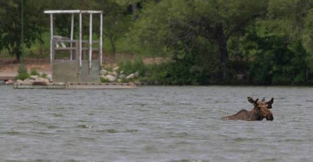 Moose seen swimming in Wascana Lake (Video)