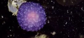 Mystery purple blob discovered on ocean floor (Video)