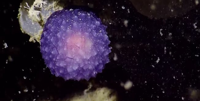 Mystery purple blob discovered on ocean floor (Video)