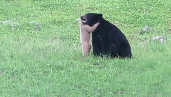 New Video posted of Whistler's mysterious white bear cub