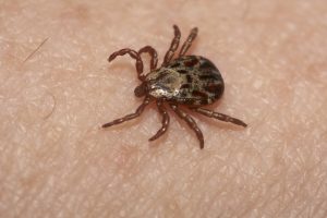 OYS with UGA Expert : Don’t let ticks scare you