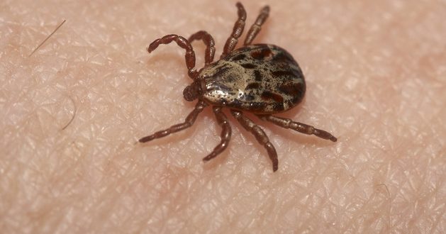 OYS with UGA Expert: “Don’t let ticks scare you”