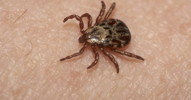 OYS with UGA Expert : Don’t let ticks scare you