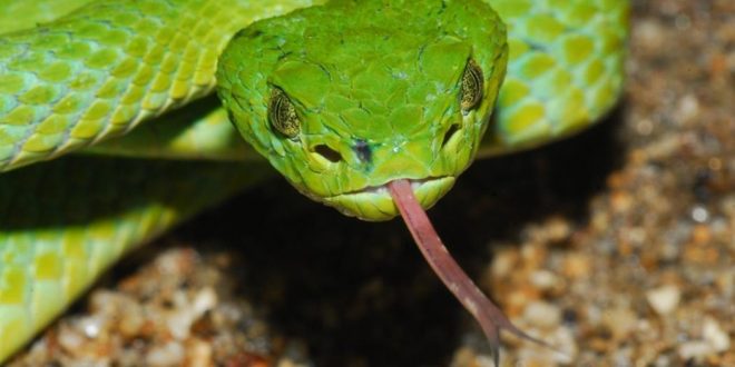 Ojibway honoured for protecting rare reptiles and amphibians, Report