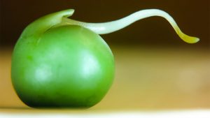 Pea plants know how to gamble, says new research