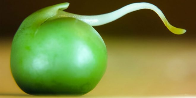 Pea plants know how to gamble, says new research