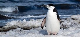 Penguin colonies at risk from erupting volcano, says new research