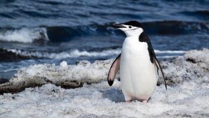 Penguin colonies at risk from erupting volcano, says new research