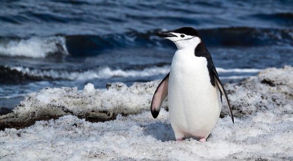 Penguin colonies at risk from erupting volcano, says new research