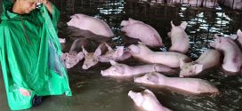 Pigs Rescued From Floods in China