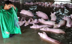 Pigs Rescued From Floods in China