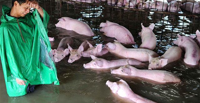 Pigs Rescued From Floods in China
