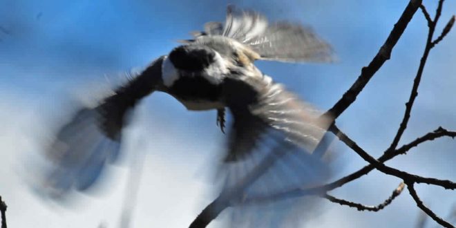 Reduce bird window deaths with these tips, says new research