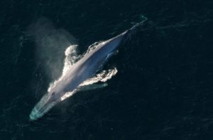 Rescuers continue search for entangled whale to free it (Video)