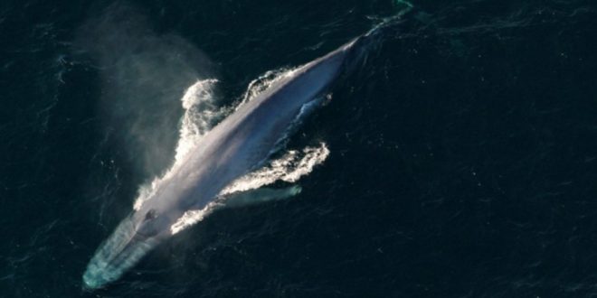 Rescuers continue search for entangled whale to free it (Video)