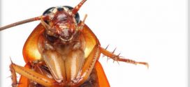 Researchers to trial cockroach milk as a future protein supplement